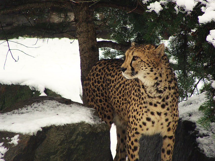 Gepard