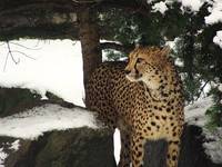 Gepard