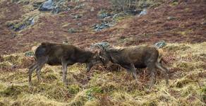 Fighting Deers - Highlands