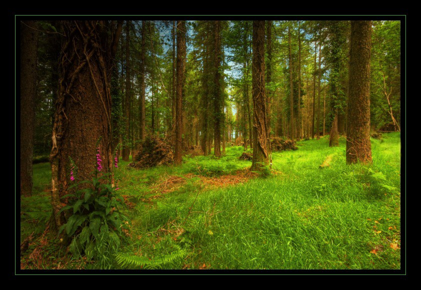 Tollymore Forest Park