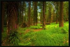 Tollymore Forest Park