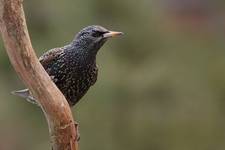 European Starling