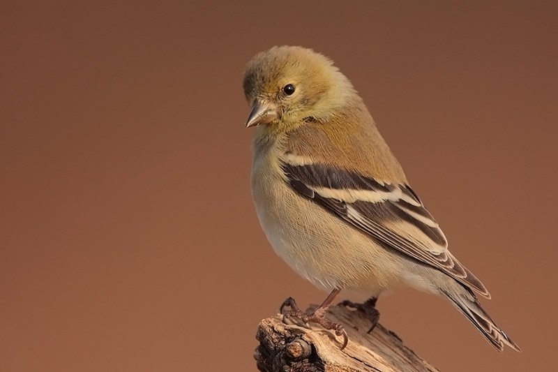 american goldfinch