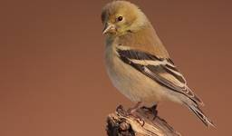 american goldfinch