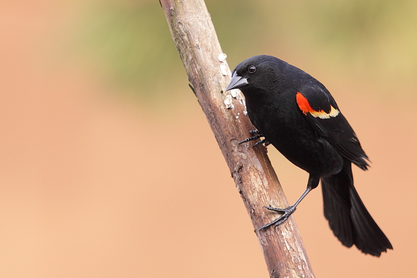 Red-winged Blackbird