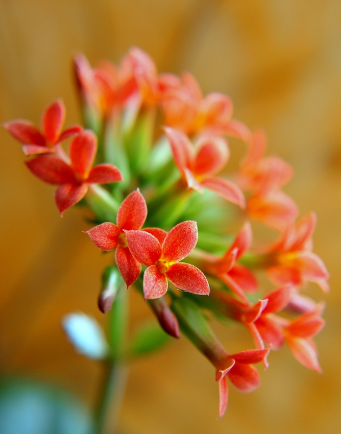 calanchoe