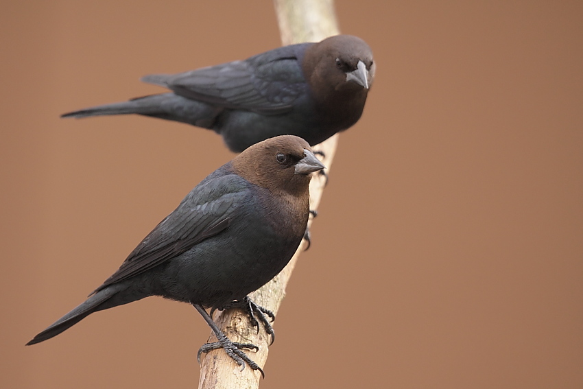 Brown-headed Cowbird