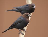 Brown-headed Cowbird