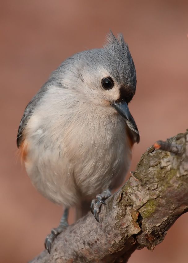 Tufted Titmouse