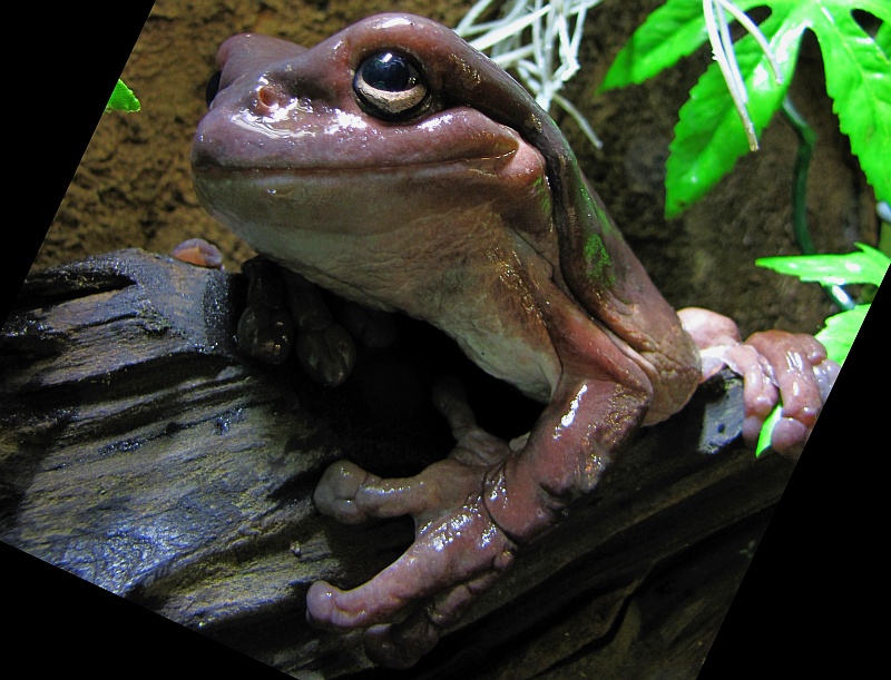 litoria XXL