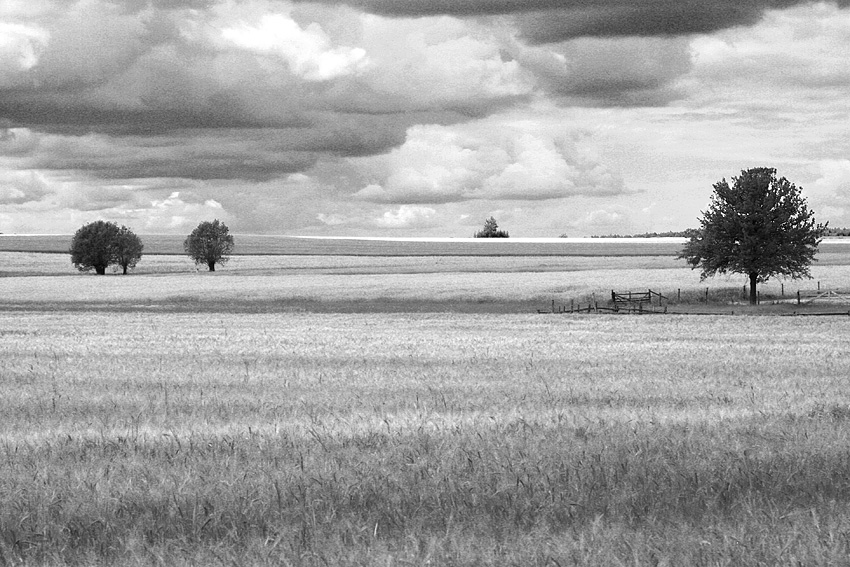 Podlasie w pełni lata