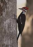 Pileated Woodpecker