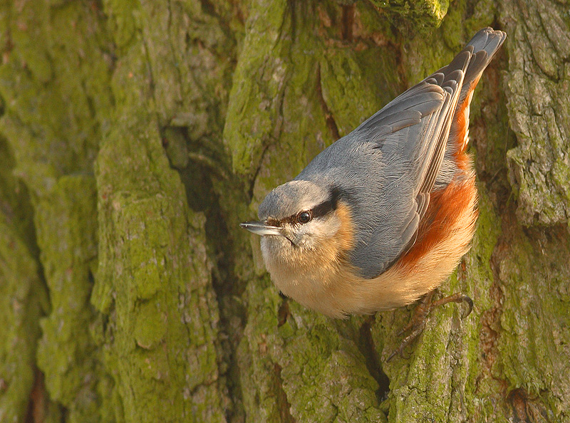 Drzewny alpinista