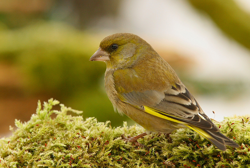 Dzwoniec Carduelis chloris