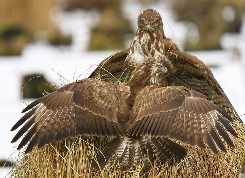 Myszołow zwyczajny Buteo buteo