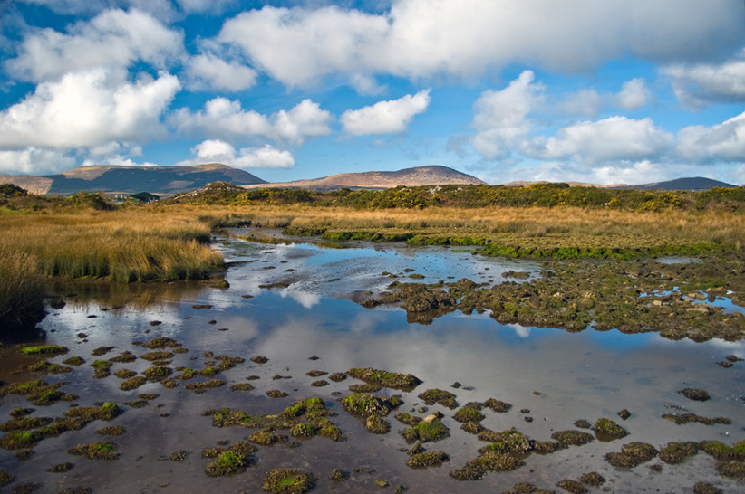 Beara