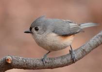 Tufted Titmouse