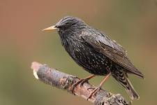 European Starling