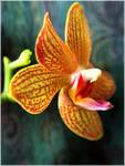 orchidea I