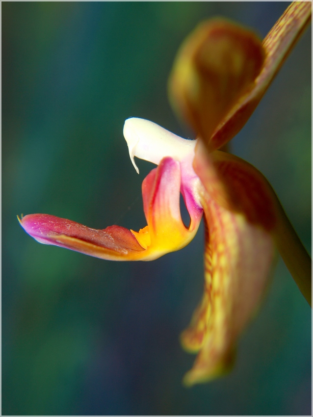 orchidea II