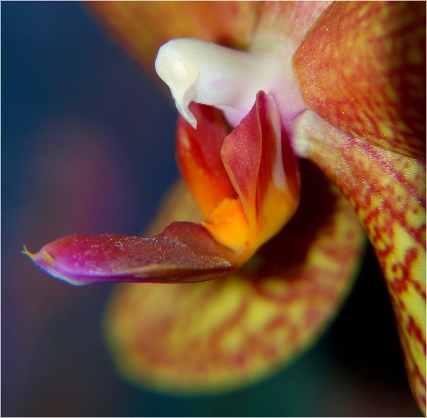 orchidea III