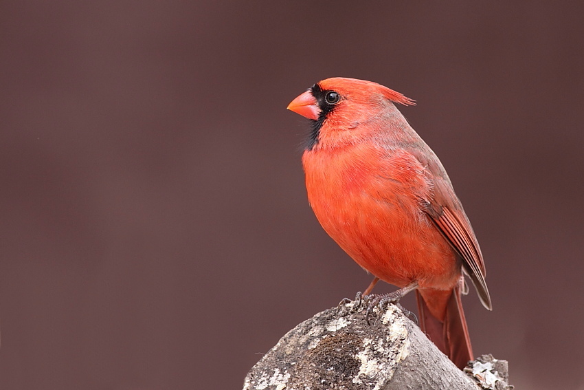 Northern Cardinal