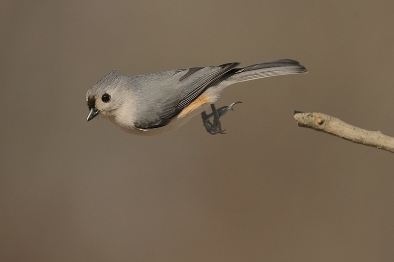 Tufted Titmouse