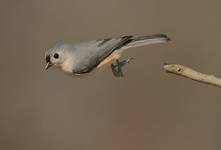 Tufted Titmouse