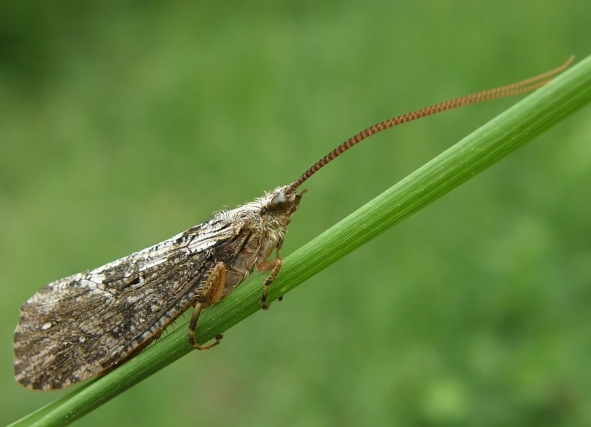 Chruścik