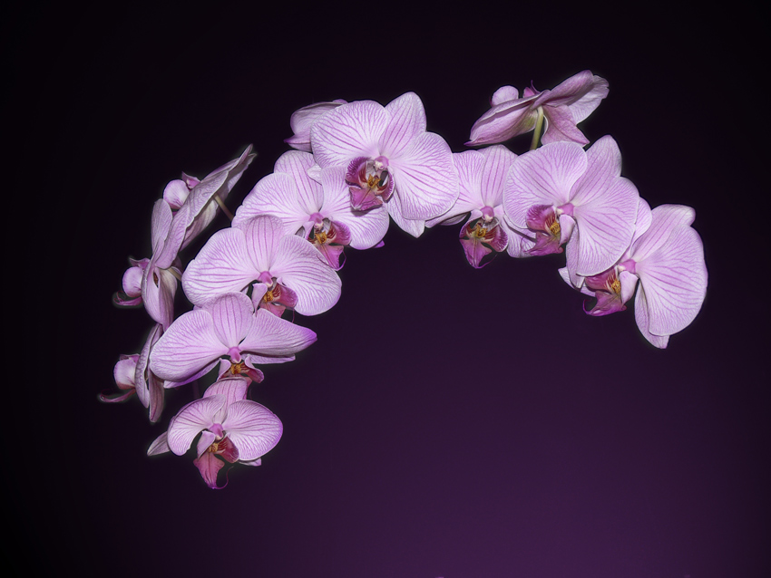 Orchidea