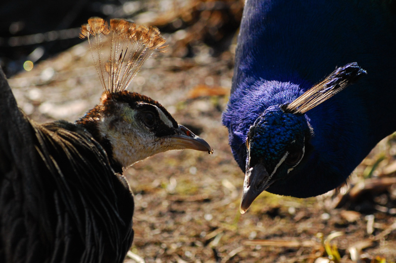 mr & mrs Peacock