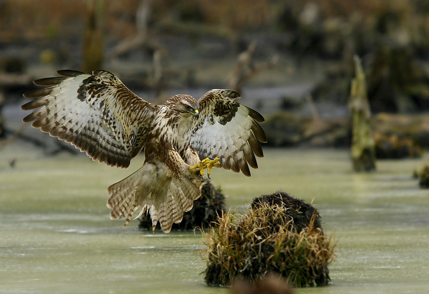 Myszołów zwyczajny Buteo buteo