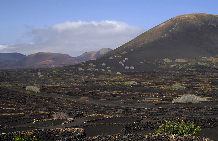 uprawa winorośli na Lanzarote