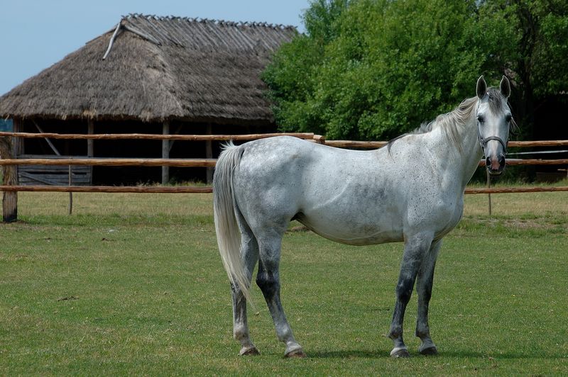 Biała klacz