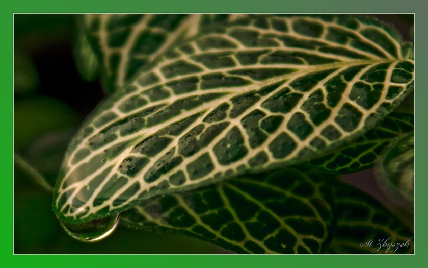 Fittonia