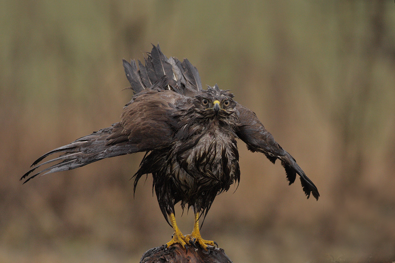 Buteo buteo