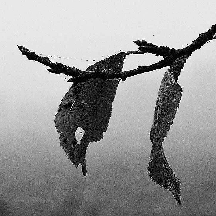 leaf & tears