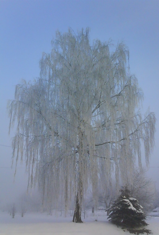 brzoza zimą