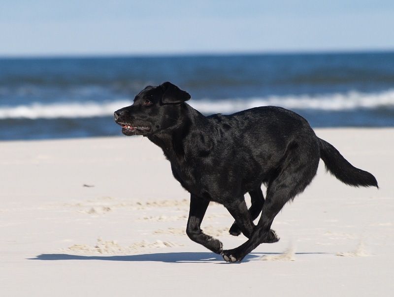 plażowy labrador