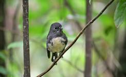 Stewart Island Robin (Toutouwai)