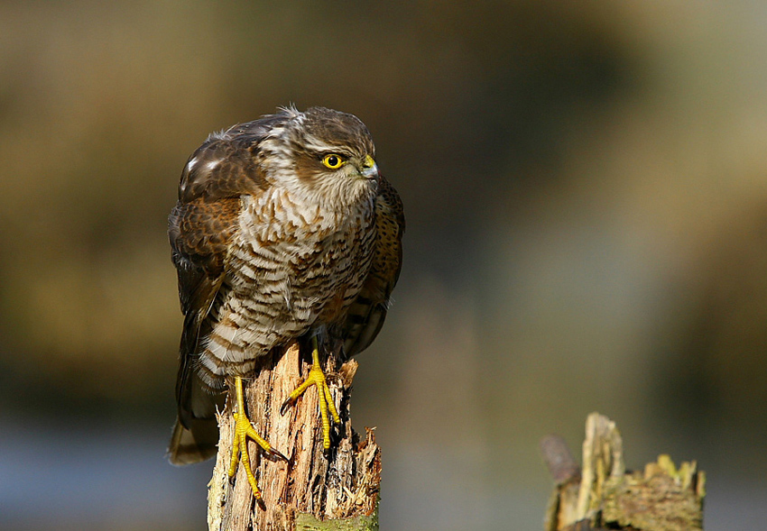 Krogulec  Accipiter nisus