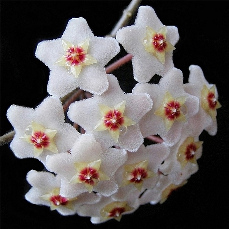 Hoya woskownica