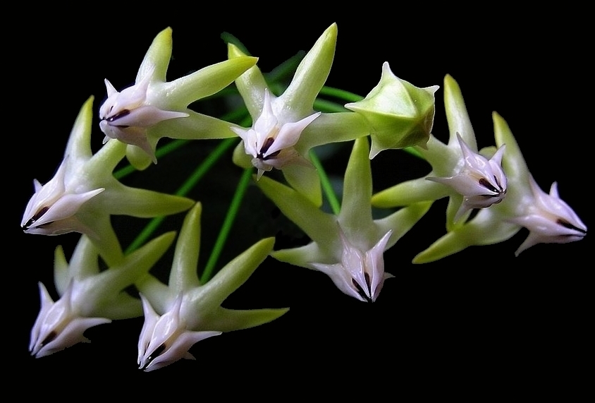 Hoya multiflora