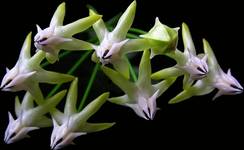 Hoya multiflora