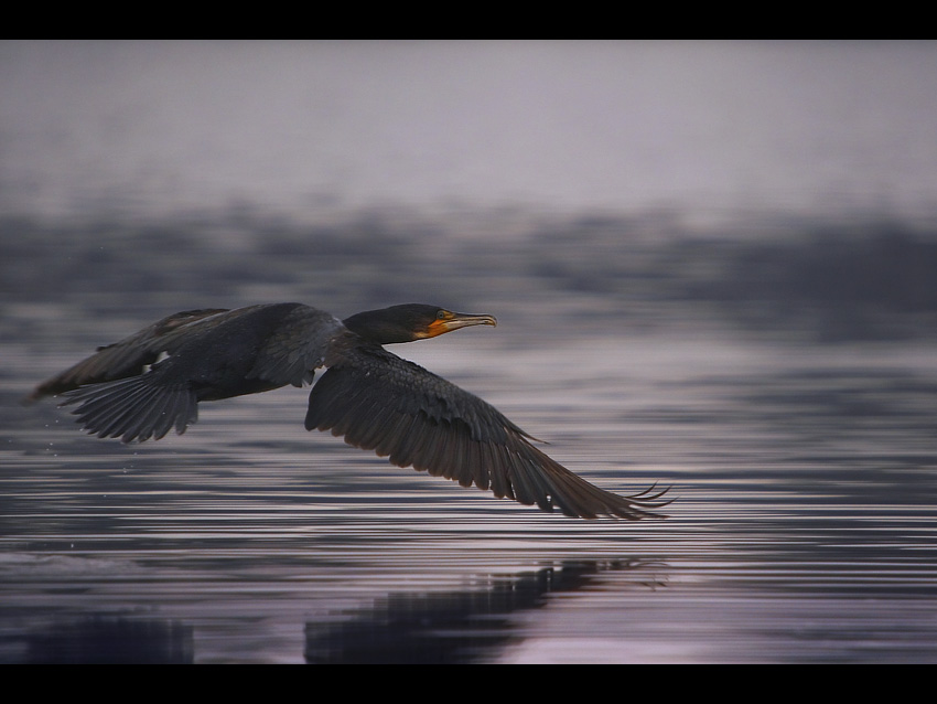 Kormoran czarny...