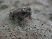 Toad