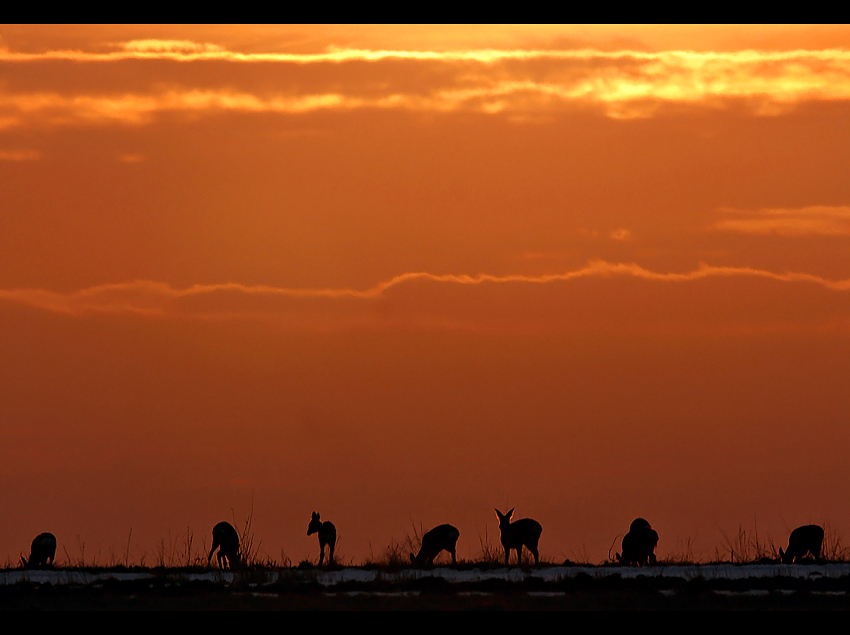 Śląskie Serengeti