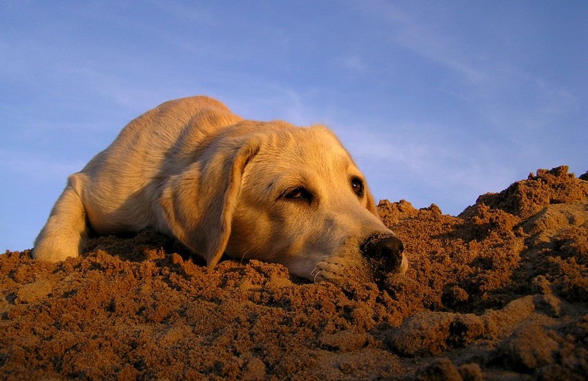 labrador retriever