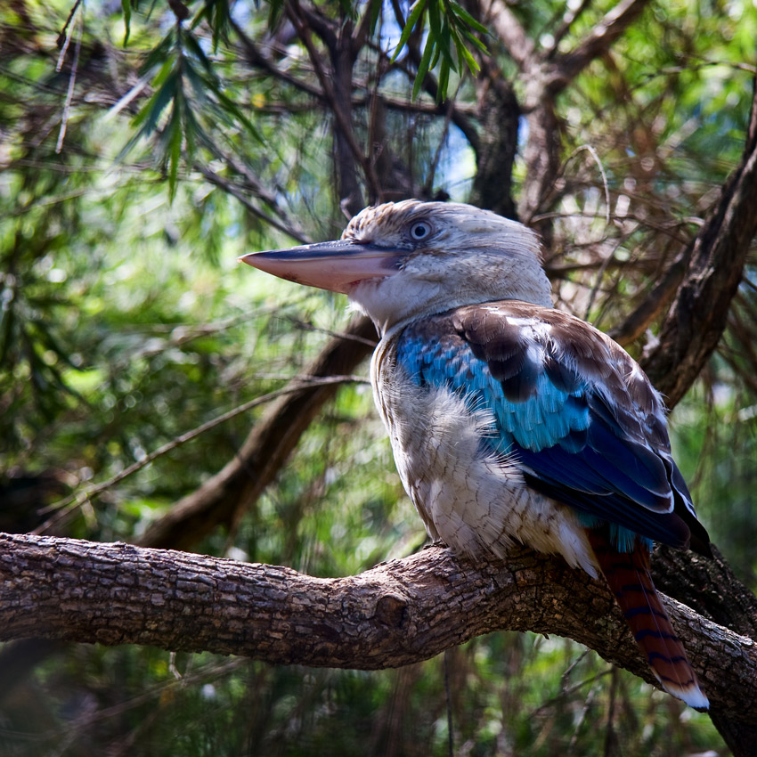 Blue Kookaburra