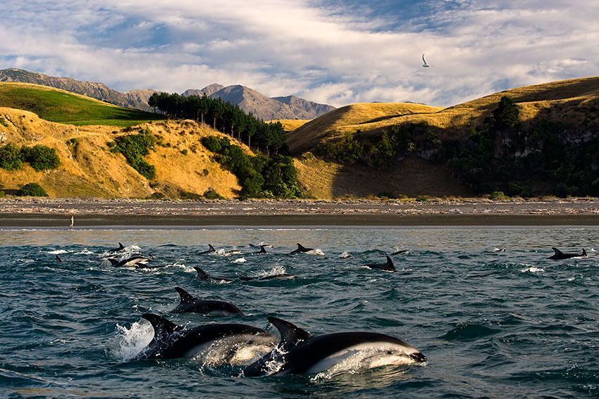 Aotearoa - Kaikoura